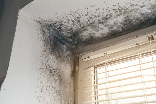Trusted Crawl Space Mold Removal service in Cliffwood, NJ - Cheap Mold Removal