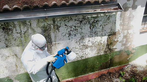 Trusted Attic Mold Removal service in Cliffwood, NJ - Cheap Mold Removal